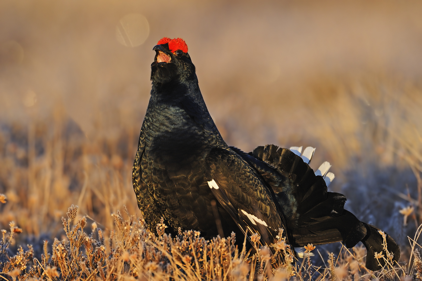 Balzender Birkhahn