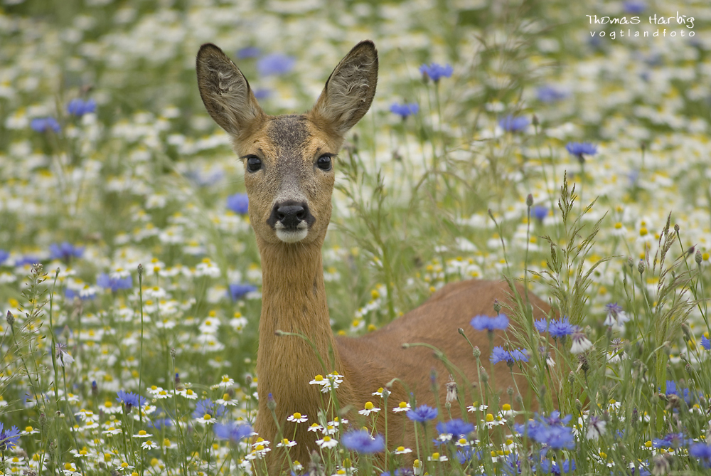 Ohne Mohn