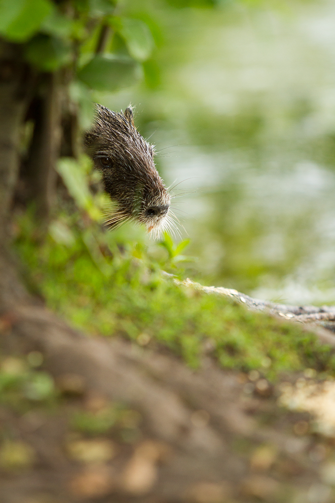 Scheue Nutria