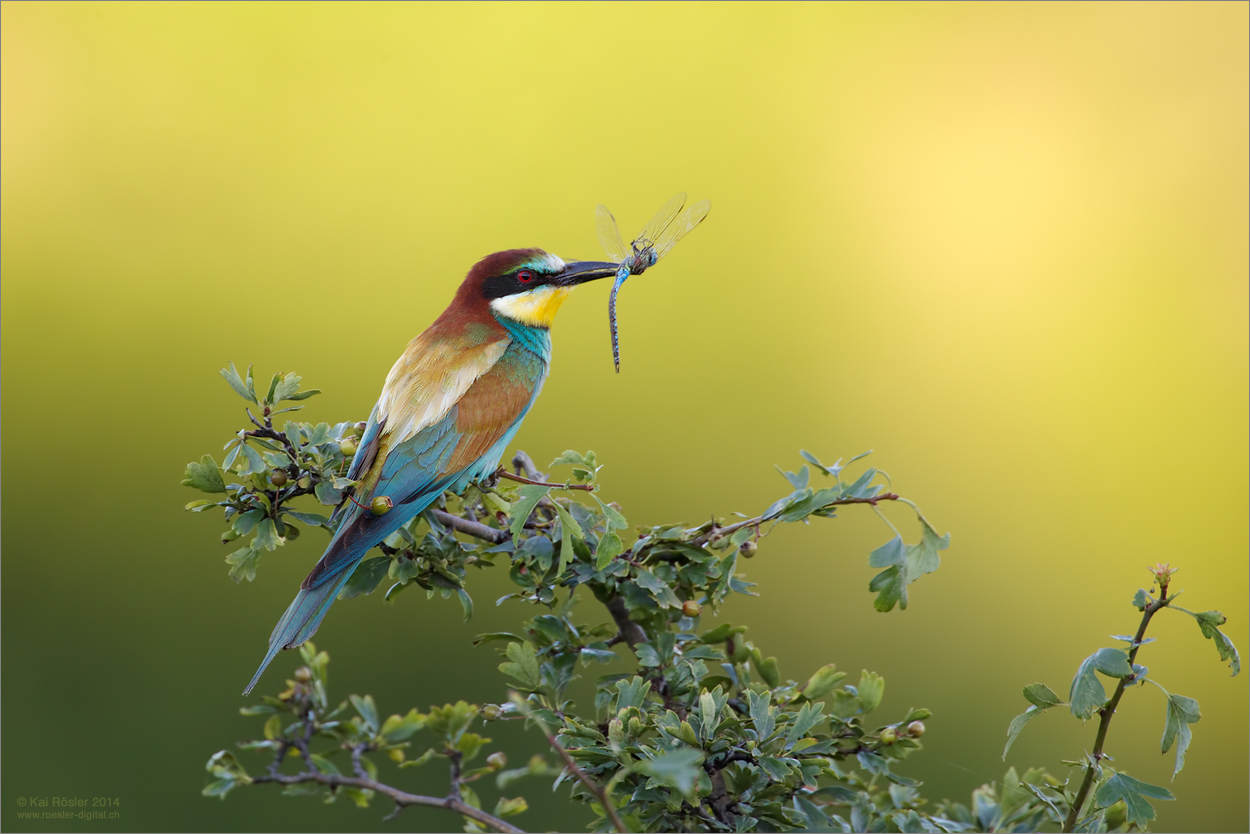 Bienenfresser mit Beute