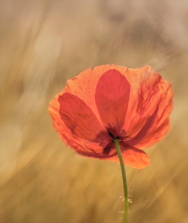 Red Flowers Art