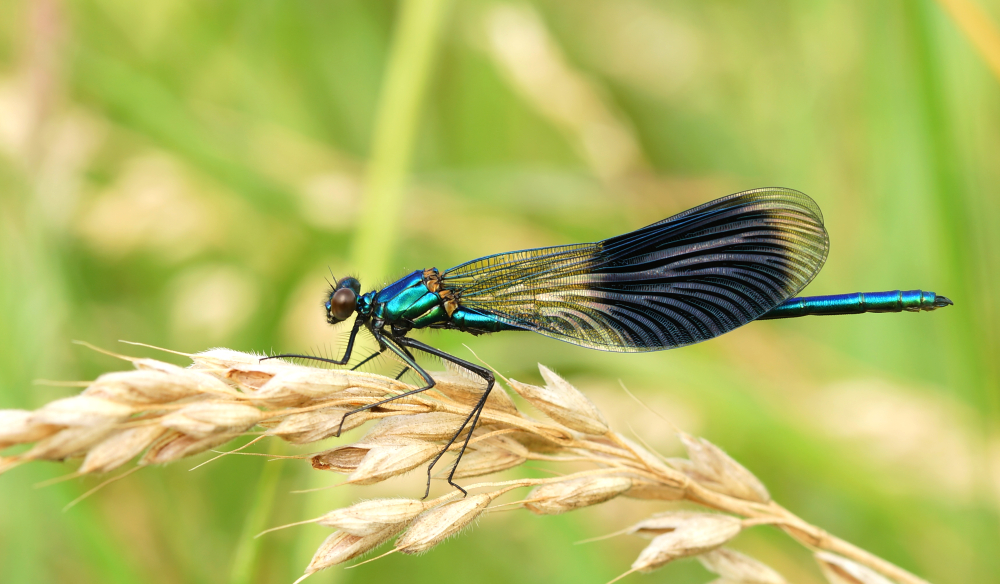 Prachtlibelle