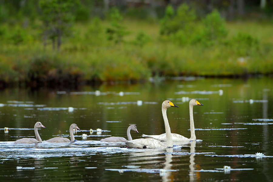 Singschwanfamilie