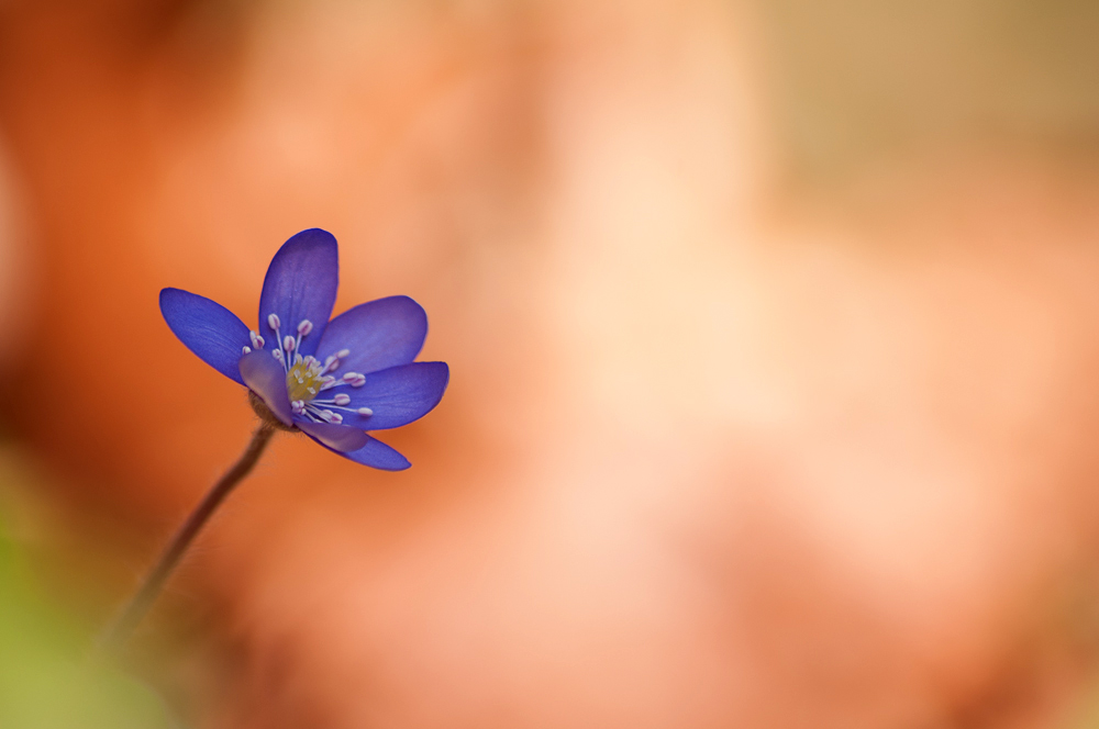 Leberblümchen