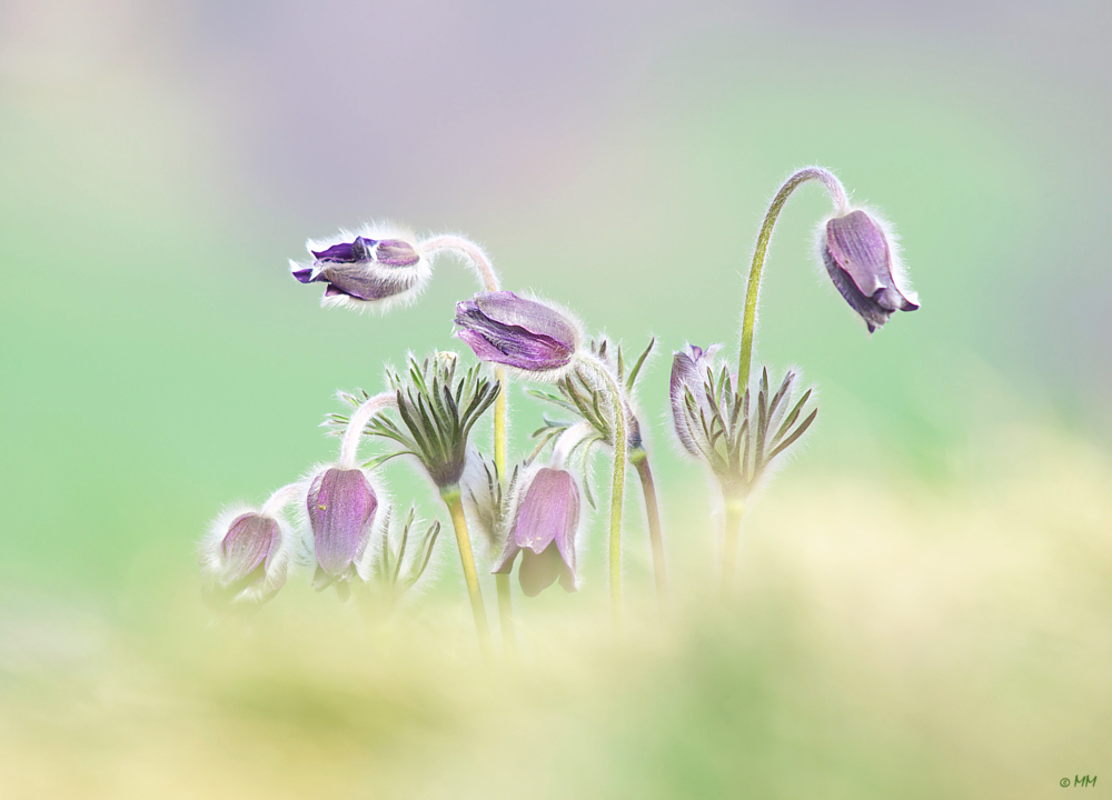 Pulsatilla Montana