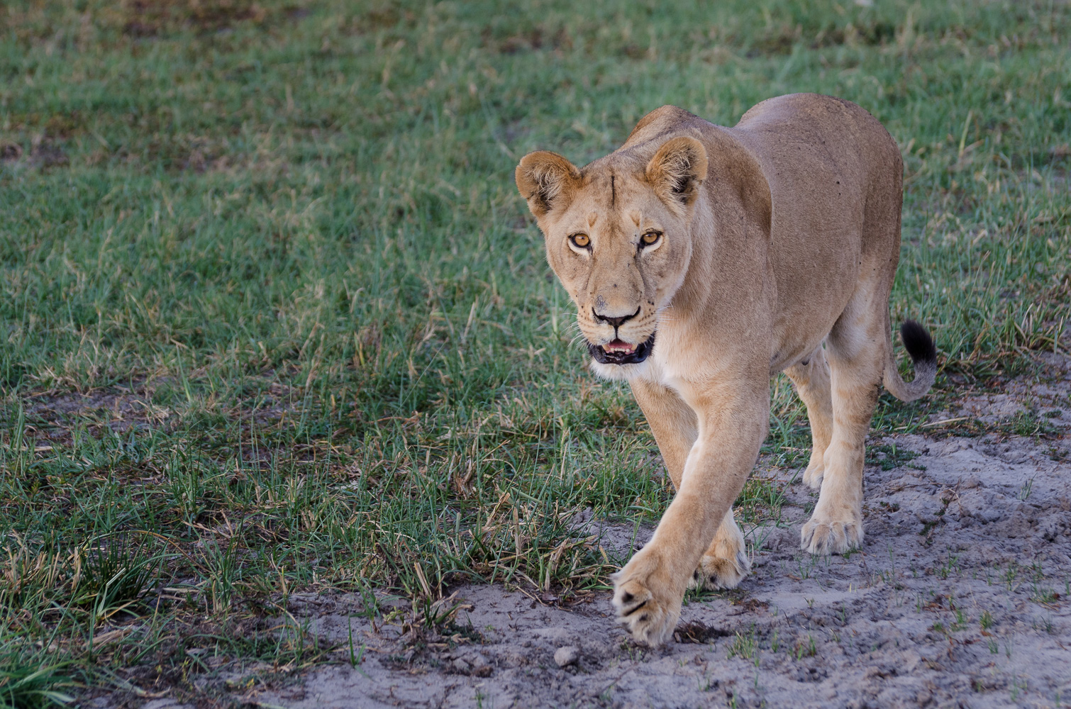 Löwin im Savute Game Reserve
