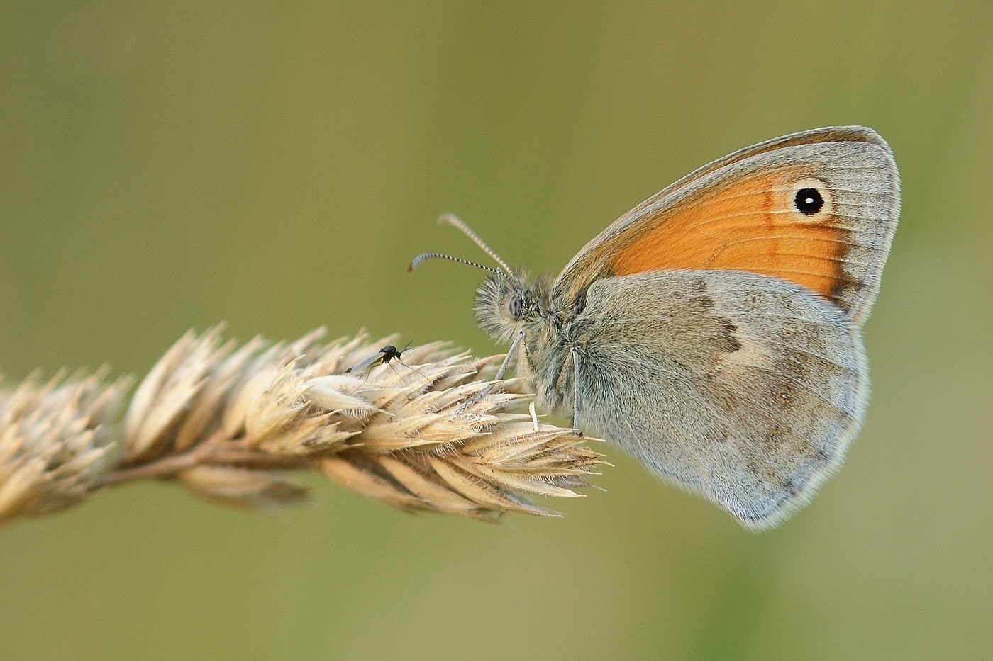 Kleiner Heufalter ganz gross