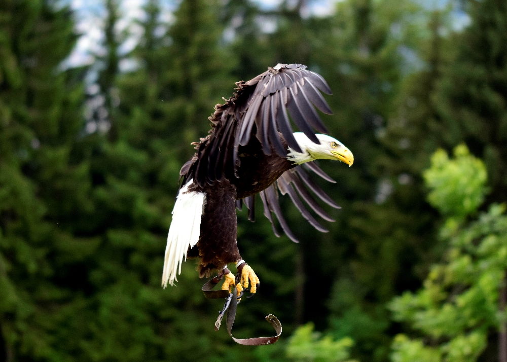 Weißkopfseeadler