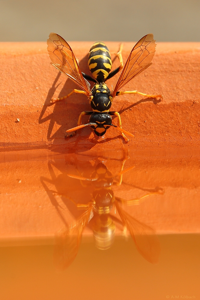 Gallische Feldwespe (Polistes dominula)