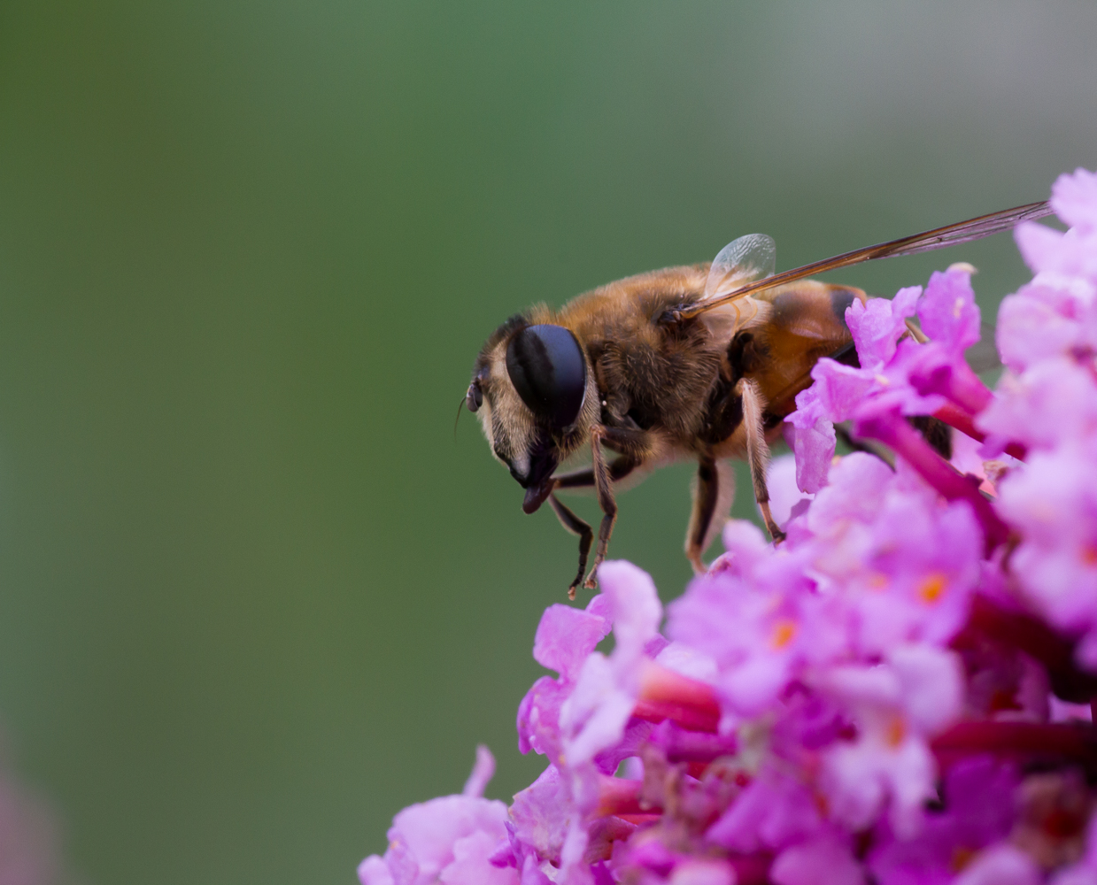 Kleine Fliege ganz gross