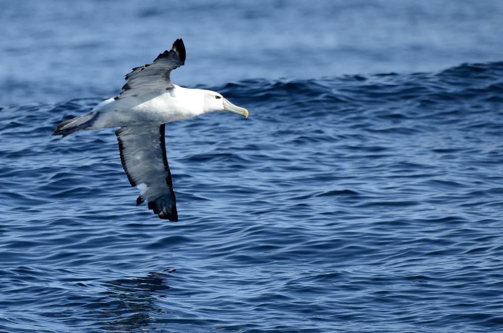 Weißkappenalbatros (Thalassarche cauta)