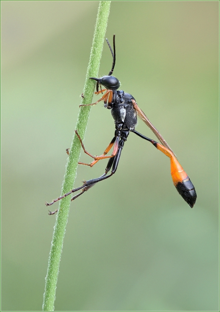 *Ammophila heydeni*