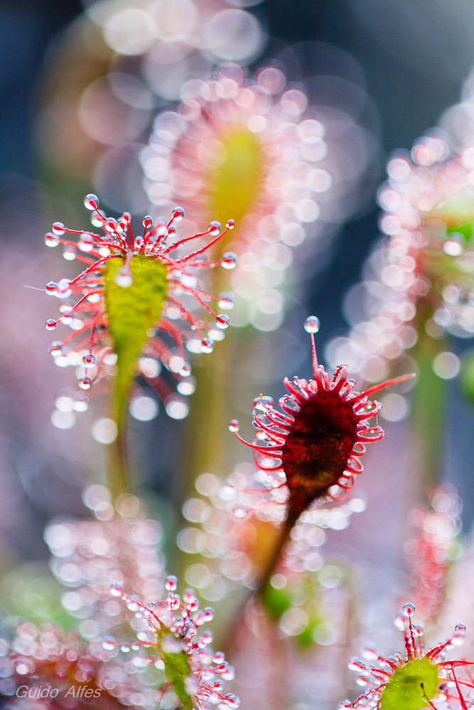 Drosera intermedia