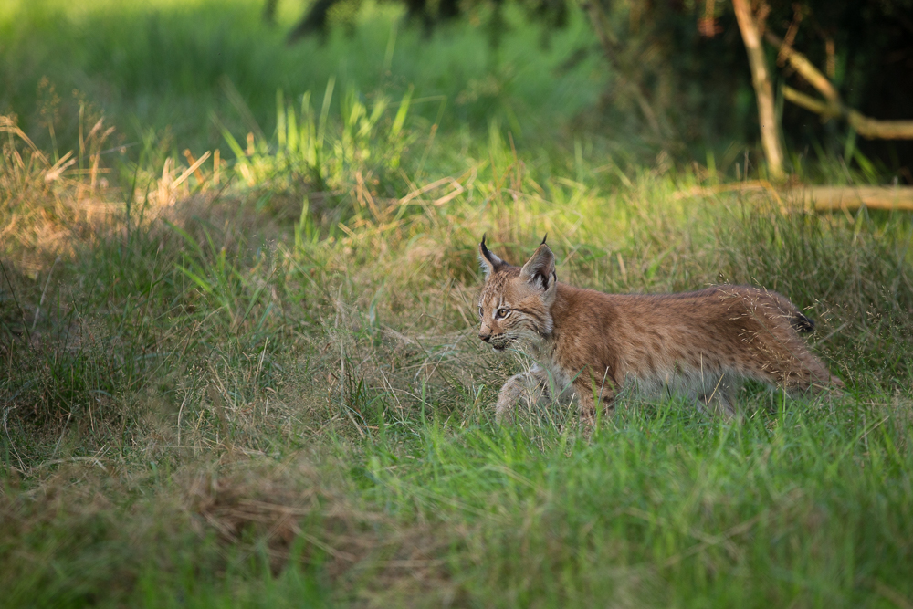 Junger Luchs auf Erkundungstour