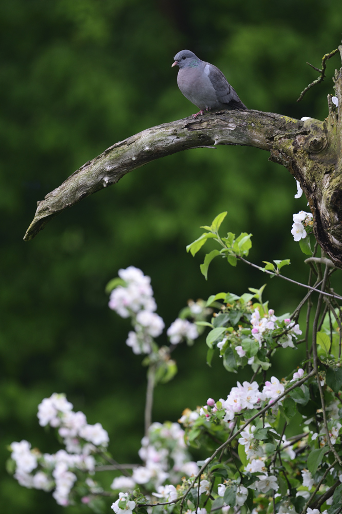 Hohltaube (Columba oenas)