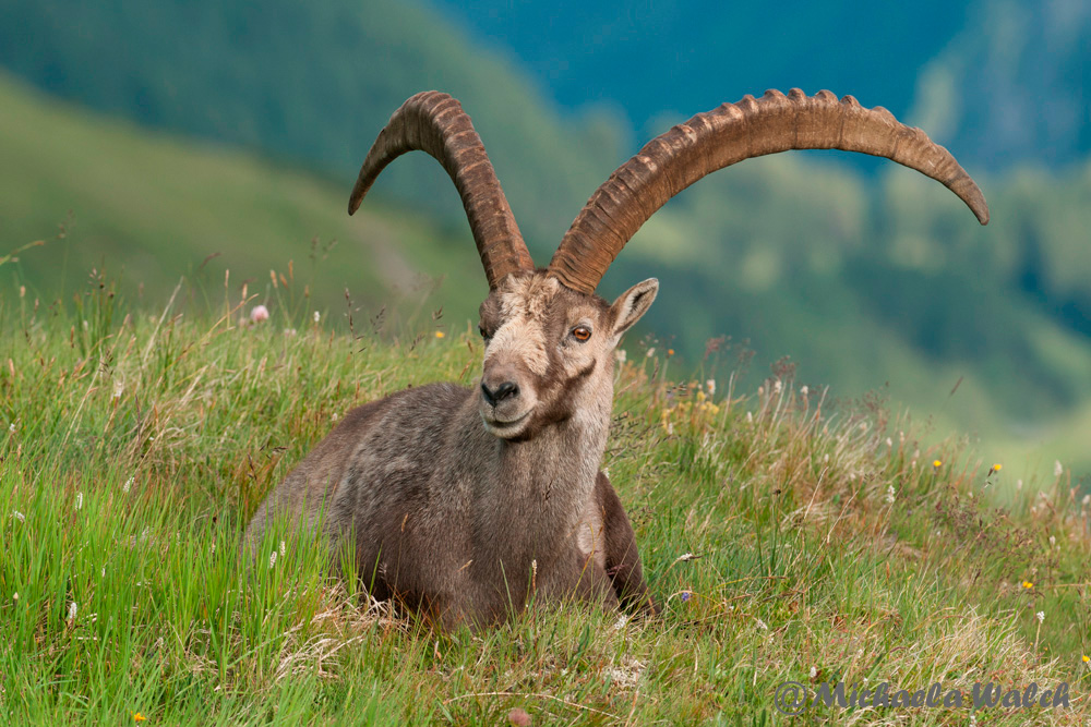 Sommersteinbock