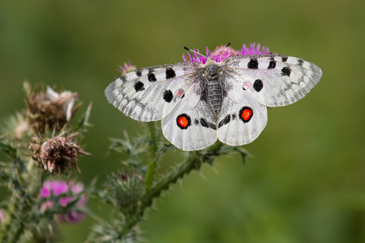 Roter Apollo (Parnassius apollo)