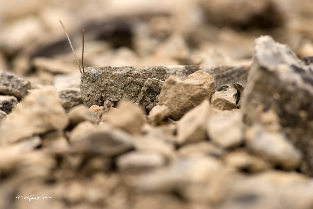 Oedipoda germanica