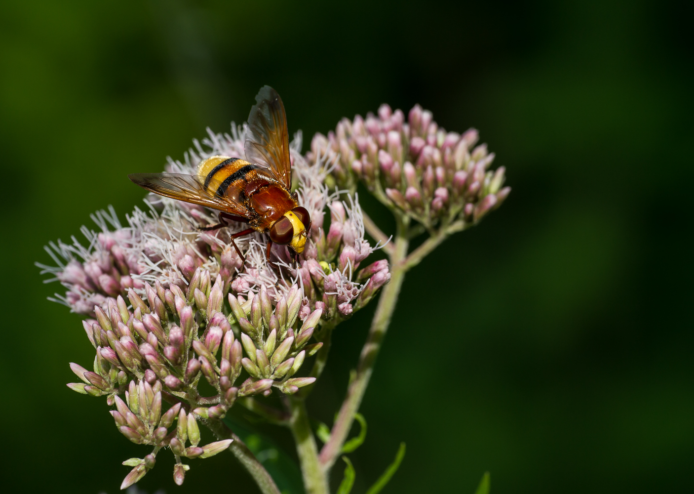 Hornissenschwebfliege