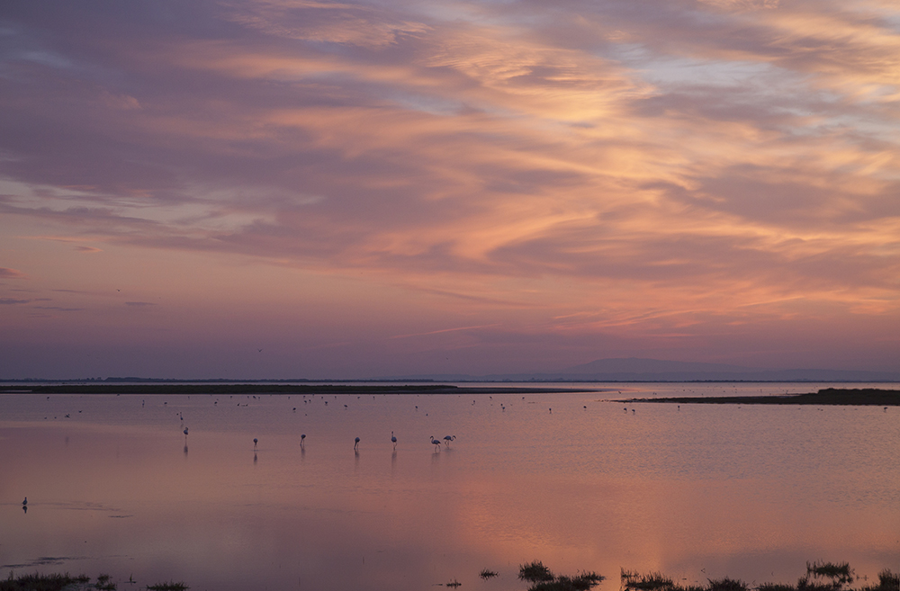 Morgenstimmung in der Camargue