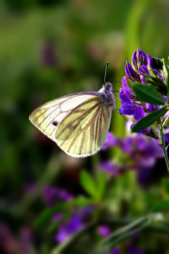 Sommerfarben