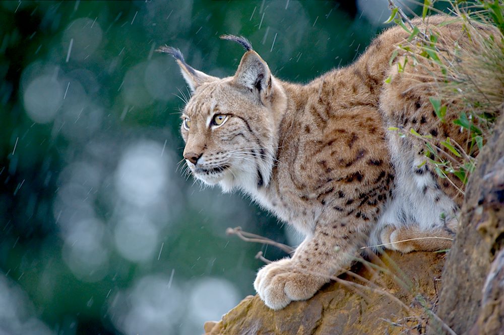 Iberischer Luchs im Regen