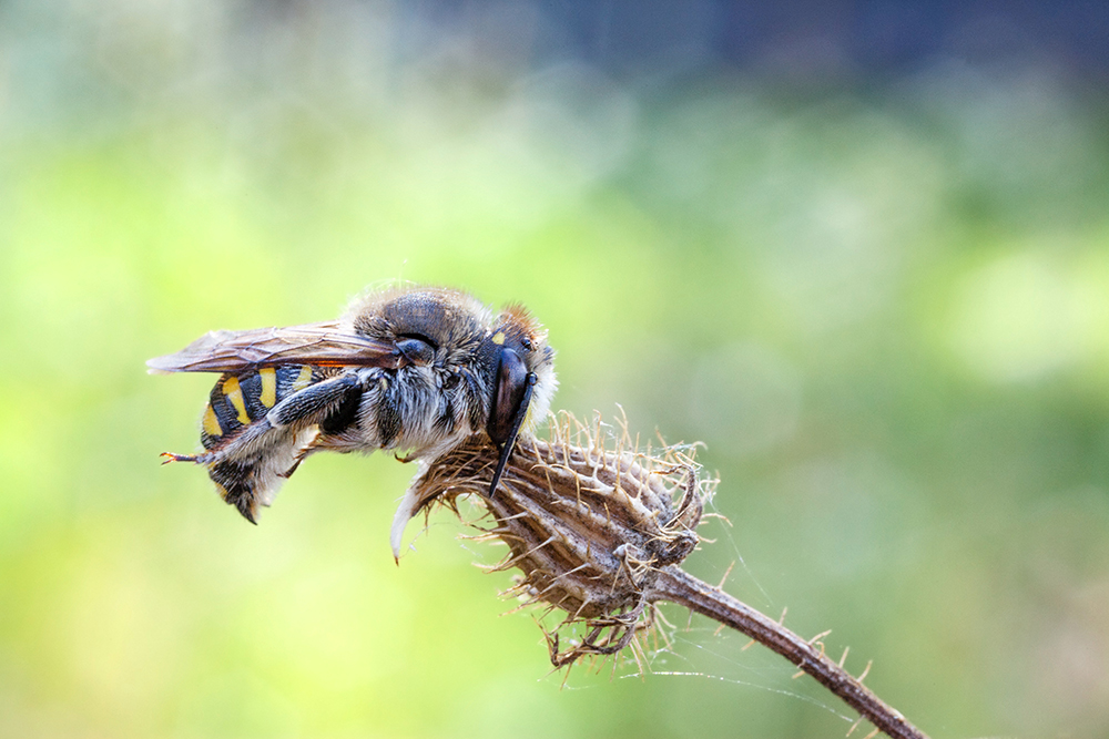 Bienchen am Morgen