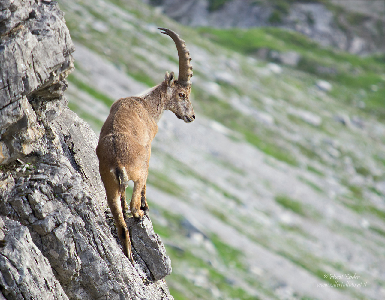 Meister im Steilfels