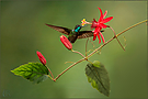 Violettkron-Brilliantkolibri-Magnificent-Hummingbird