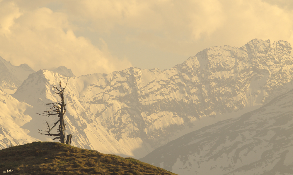 Der alte Baum