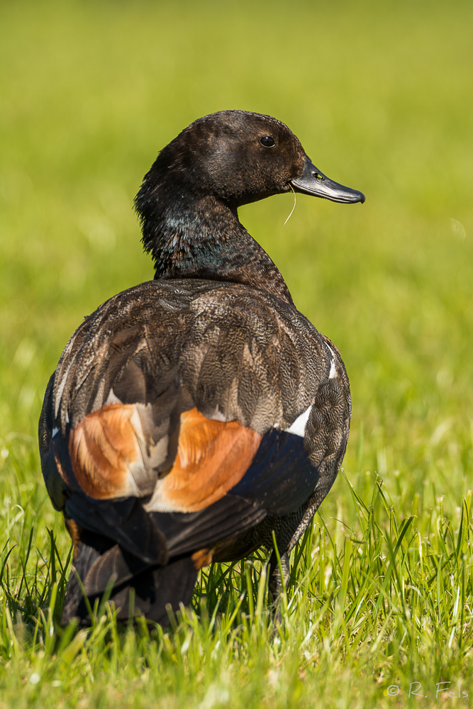 Paradise Shelduck (m)