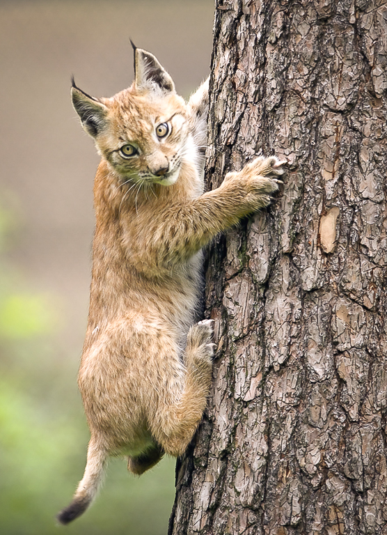 Luchs