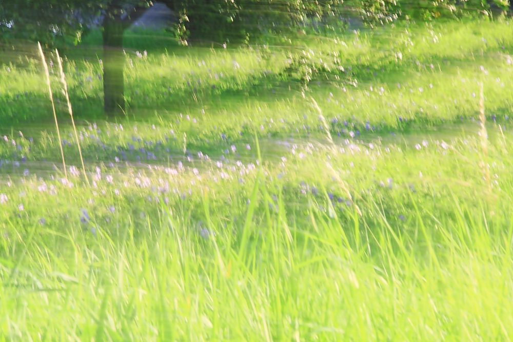 Impressionen mit Storchschnabel