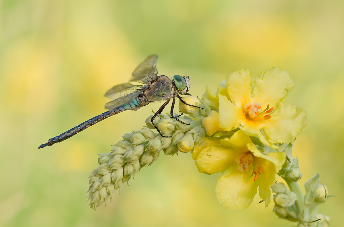 Anax parthenope