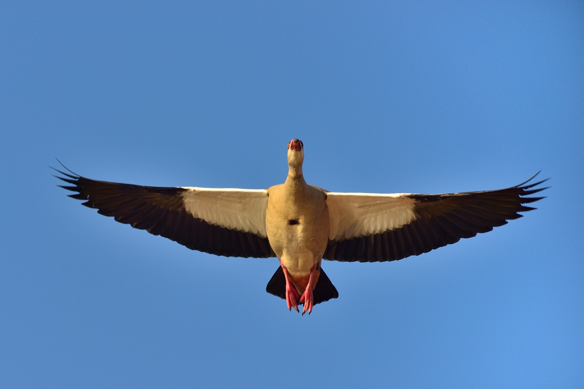 Nilgans