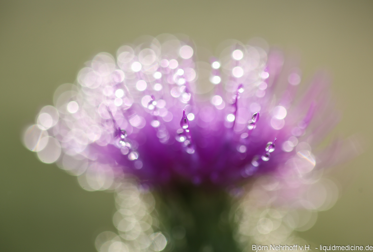 Distel im Gegenlicht