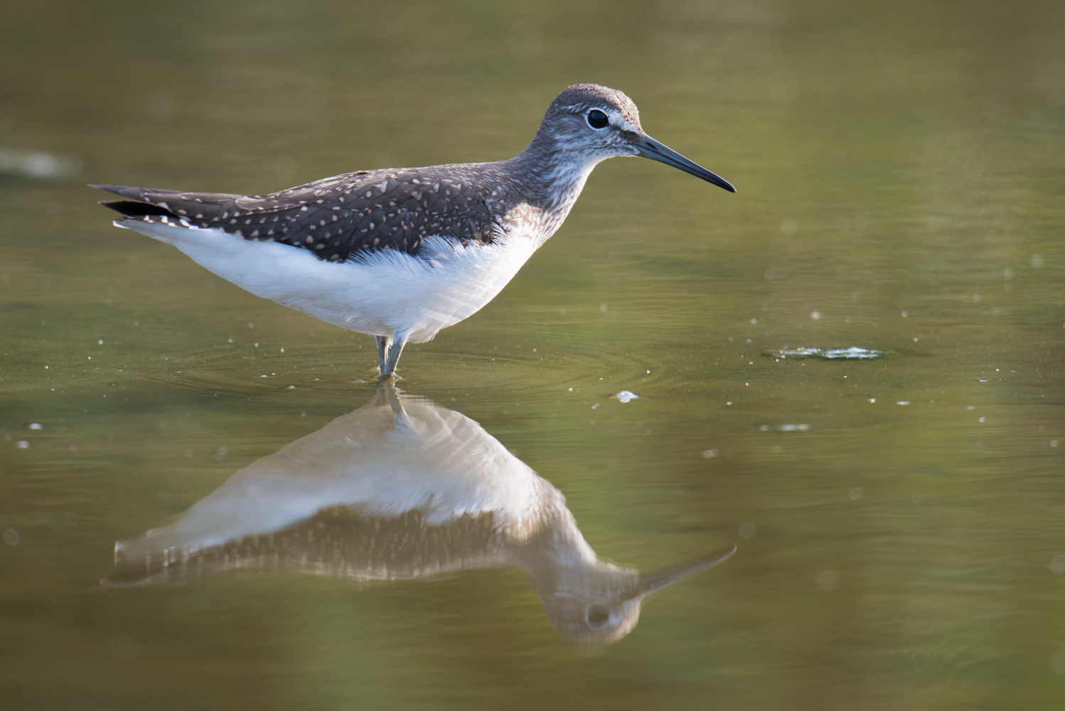 Waldwasserläufer