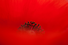 Poppy Seed