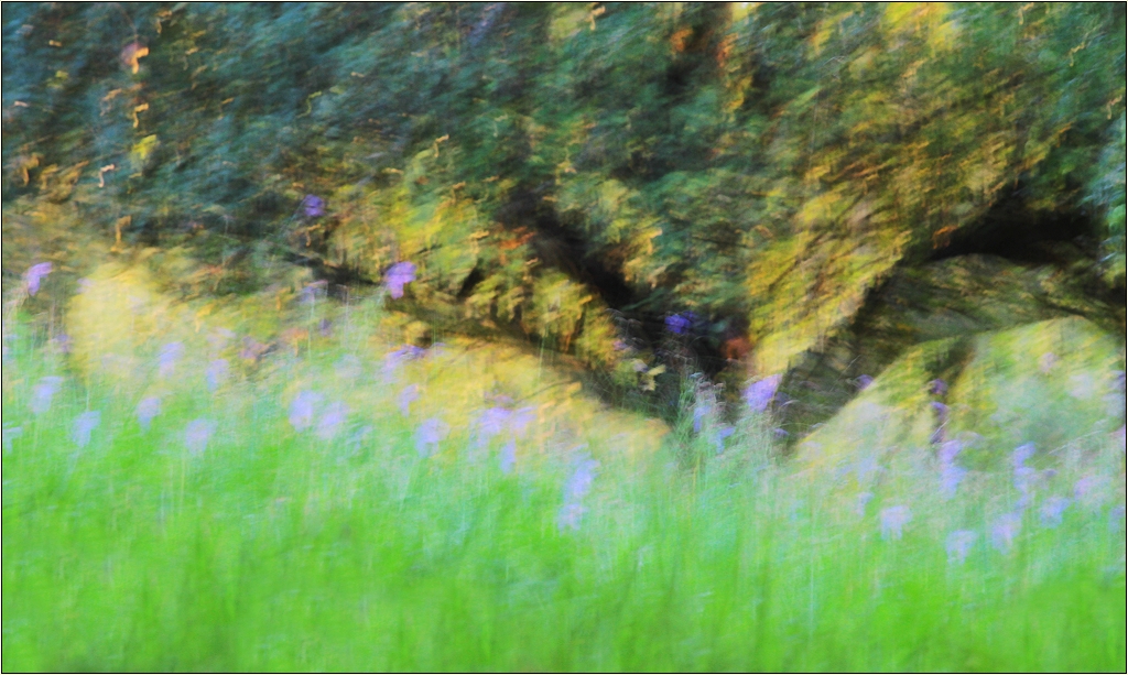 Wiesen-Storchschnabel-Blühen