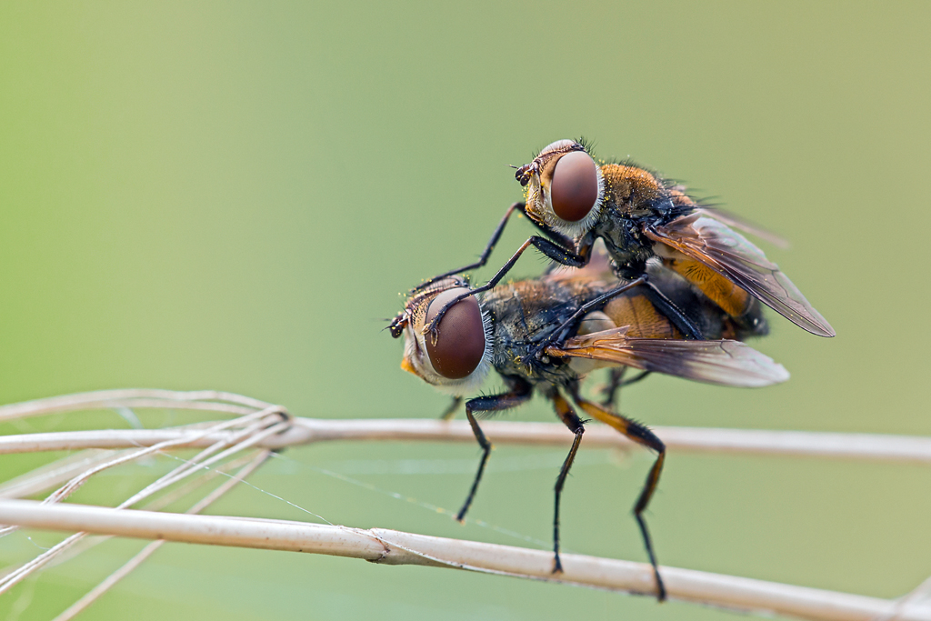 Fliegen beim Fliegen, sind ja keine Vögel die vö...