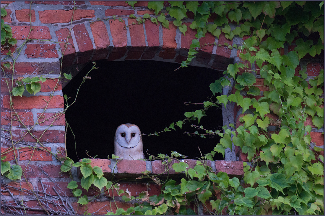 Schleiereule (Tyto alba)