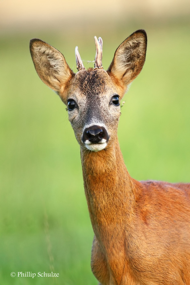 Guck Guck