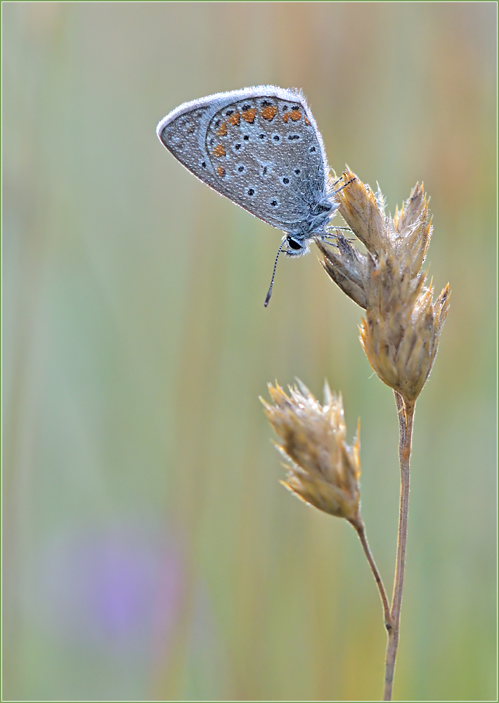 *Polyommatus icarus*