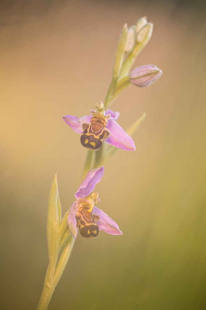 Ophrys apifera