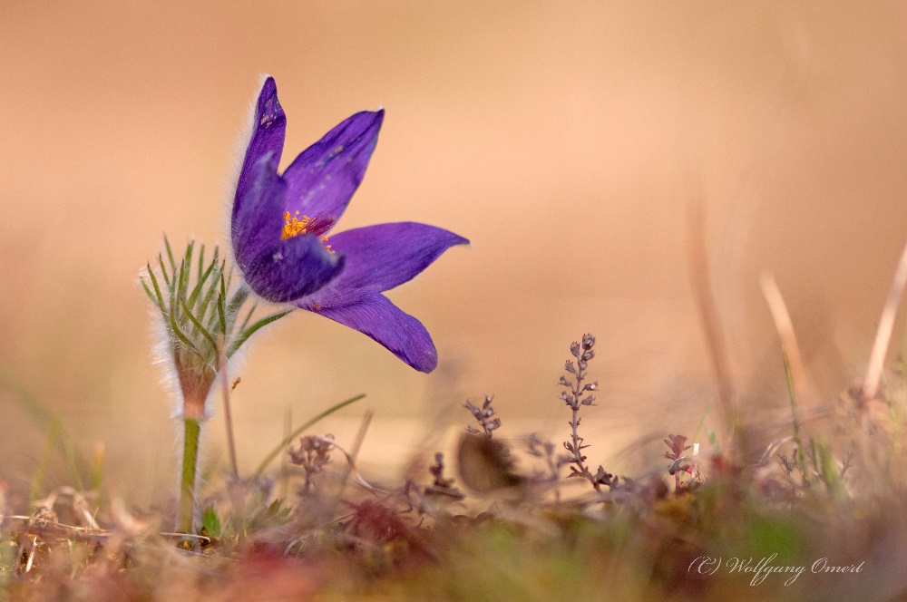 Pulsatilla vulgaris