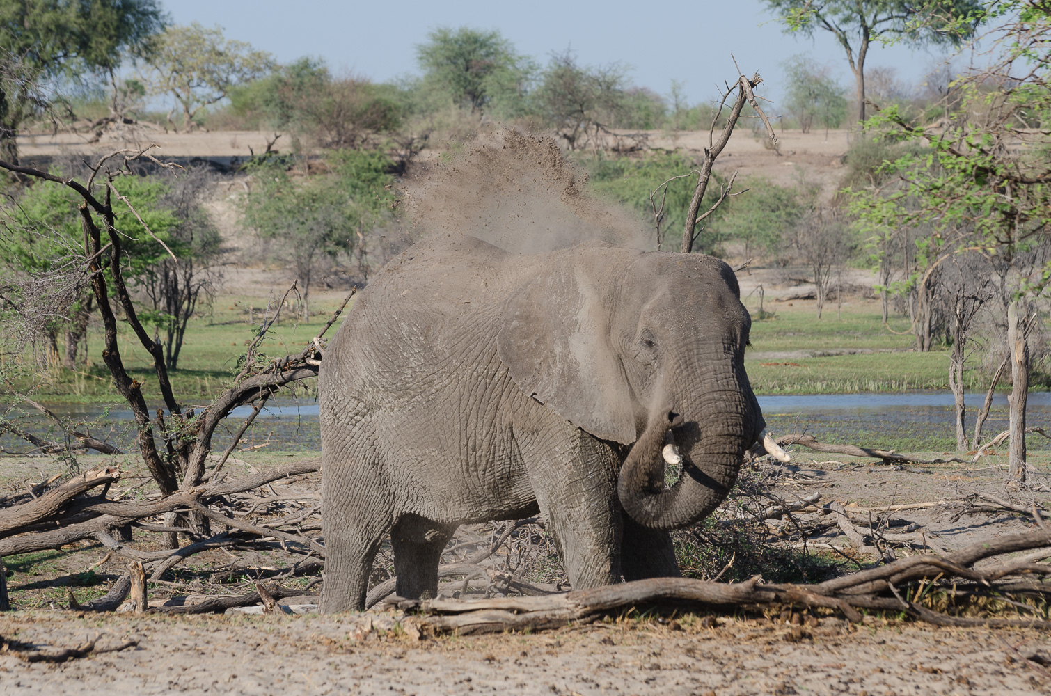 Elefantenbulle im Schlammbad
