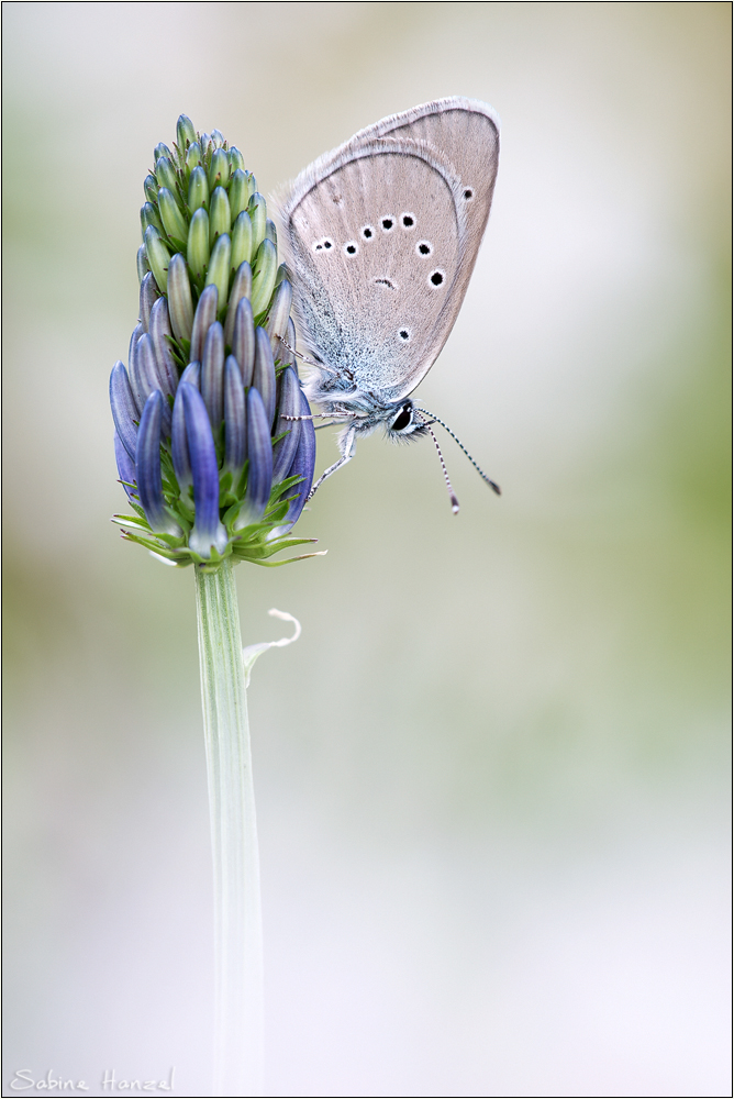 ~ mazarine blue ~