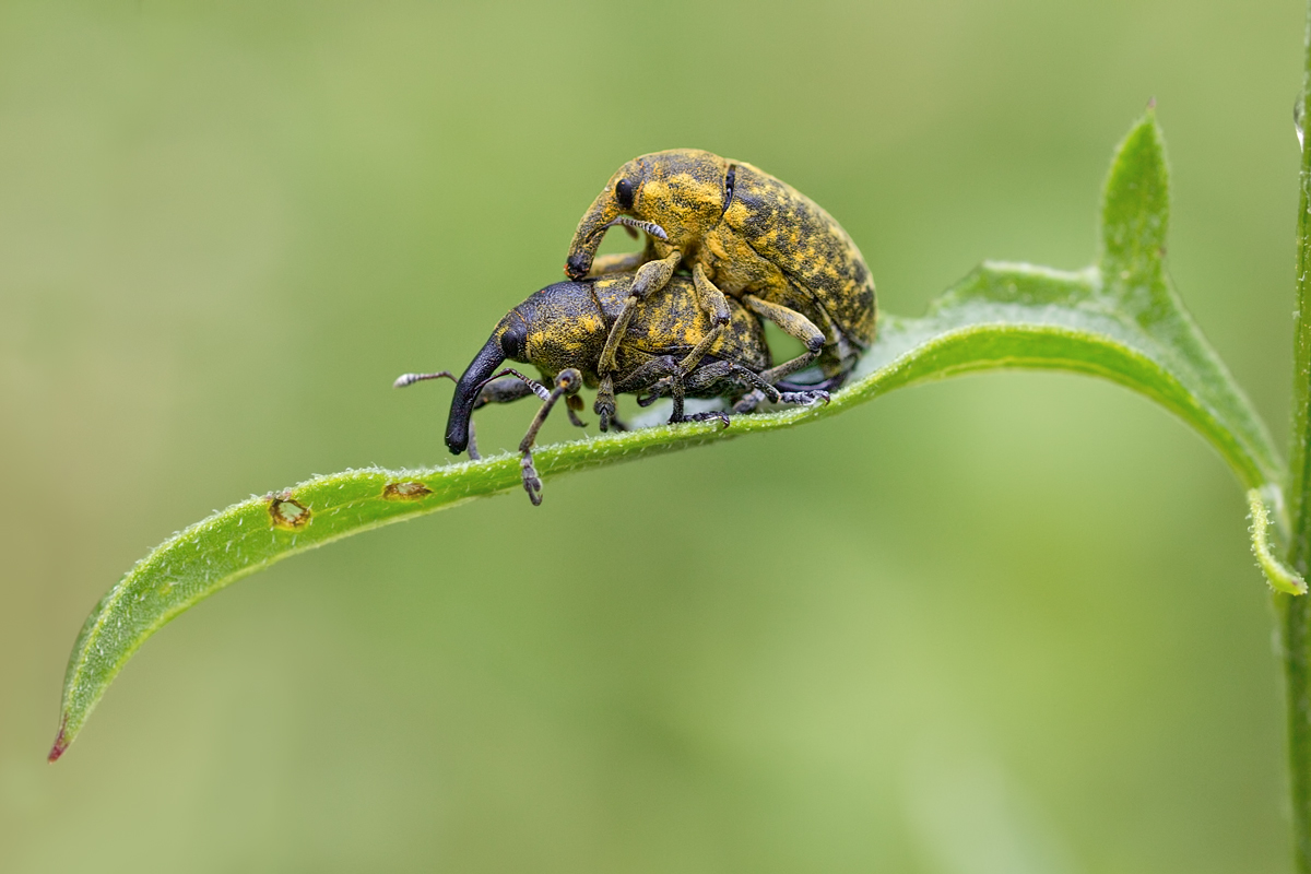 zwei Rüsselkäfer