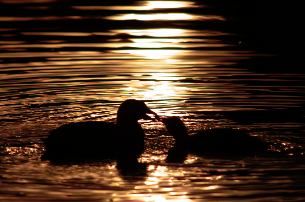 Abendbrot im Abendrot