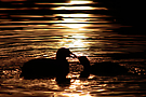 Abendbrot im Abendrot